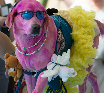 petfeatured