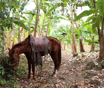 Just a short boat ride to the bottom of Mombacho, the tour takes you through Calera Farm, a plantain and fruit farm. Volcanoes are deemed sacred land by Nicaraguans (ask the guide to share the cultural significance, dating back to colonial days) and this area is a designated natural reserve, bright with fauna and steamy from the hot springs.