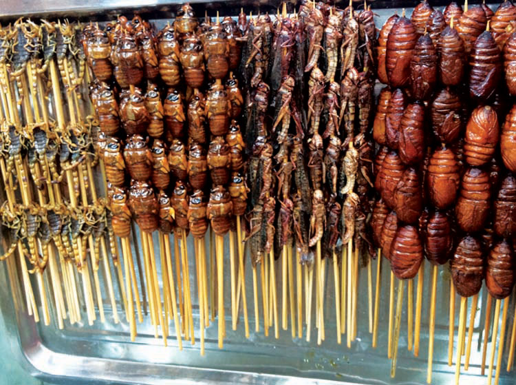The Opposite House Street food...crickets, scorpions, cocoons. What?!