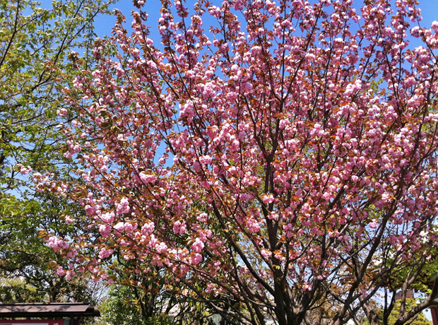 The Gate Hotel Spring time in Japan - cherry blossoms. 