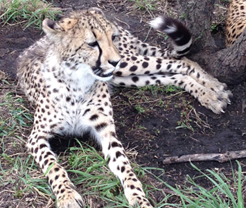 where you can actually touch cheetahs, leopards and other cats that are in rehabilitation.