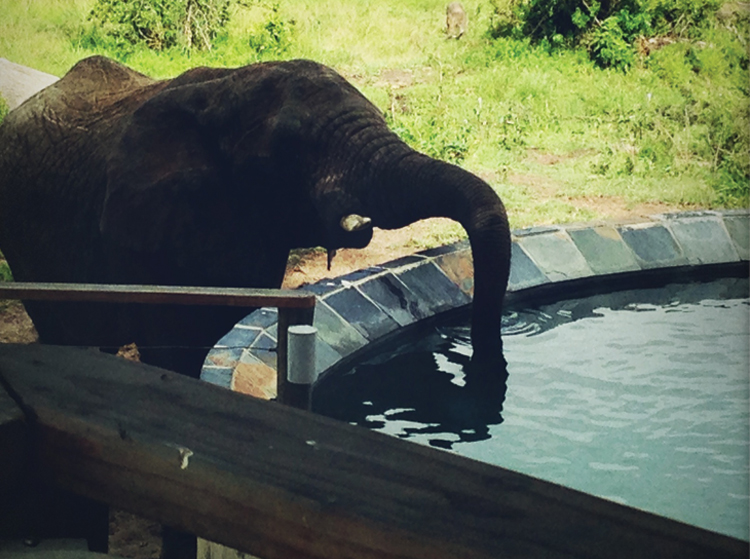 Nambiti Plains Lodge Within 30 minutes of arriving, we had elephants drinking out of the pool as we sipped Pimm’s Cups…luck of mother nature felt a little staged for this cynical New Yorker.