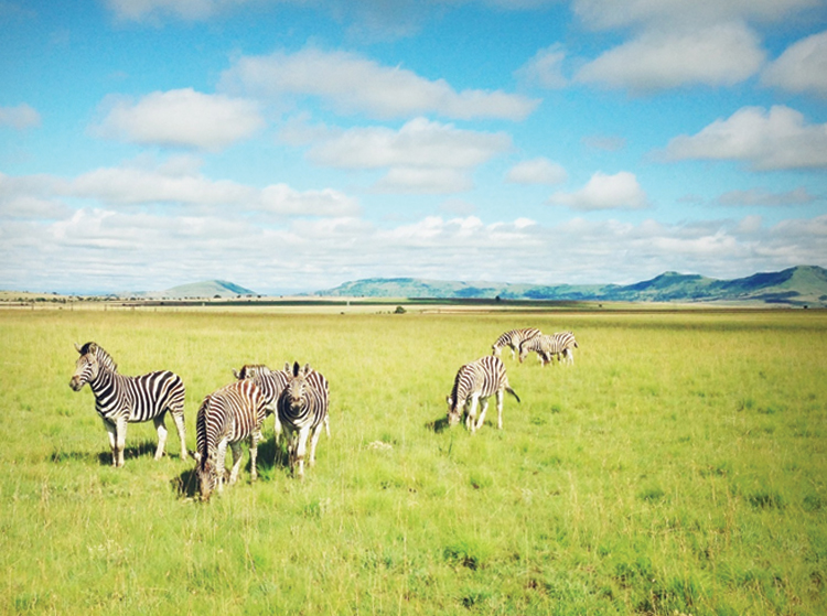 Nambiti Plains Lodge Oh hello, friends.