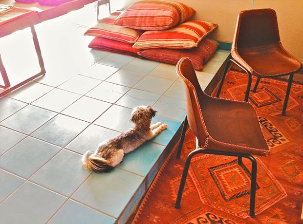 El Cosmico El Cosmico dog cooling off on the blue tiles at the check-in desk. 