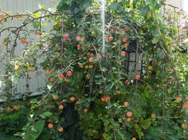 Hotel Onni The apple tree! Just outside my suite window abuzz with bees and butterflies. Lovely!