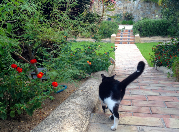La Signoria The hotel cat.