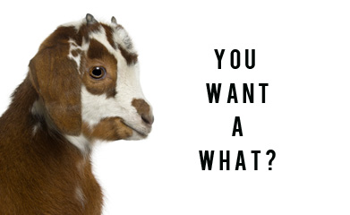 From bags of cash to baths full of milk, Huff Post reveals the weirdest hotel requests. 