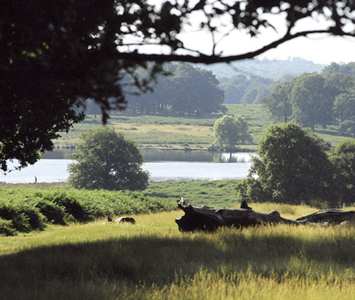 Richmond Park