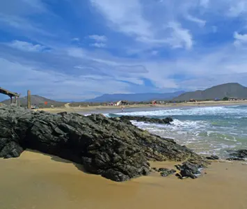 Surf