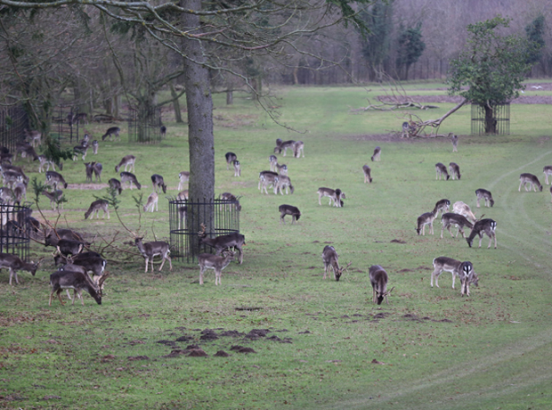 The Gunton Arms Deer… everywhere!