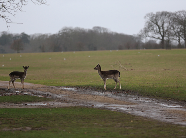 The Gunton Arms Beautiful, staring right at us!