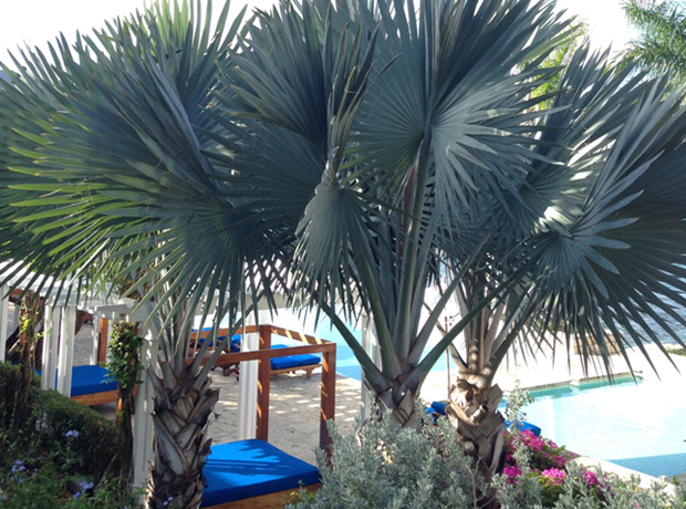 Round Hill Photo taken through a leaf of the little covered daybed outside our room where we could nap, relax or eat breakfast.