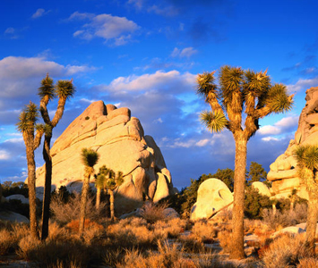 Joshua Tree <br></noscript>National Park