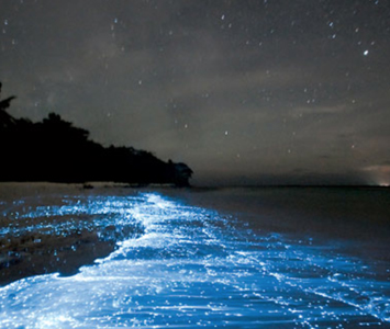 The bioluminescent plankton!