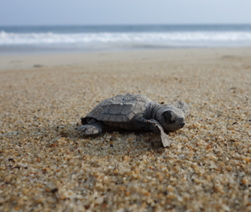 As they break out of their little eggs and crawl to the ocean… hopefully before crabs grab em!