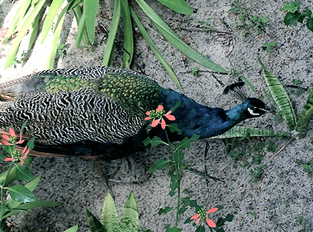 Rancho do Peixe Hotel wildlife.
