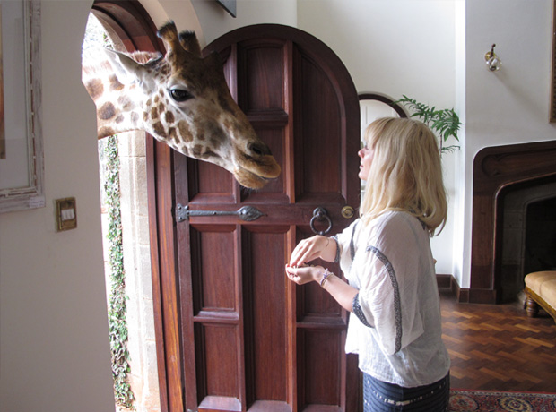 Giraffe Manor Trying to teach her knock knock jokes but she's only interested in a snack. 