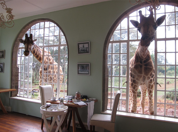 Giraffe Manor