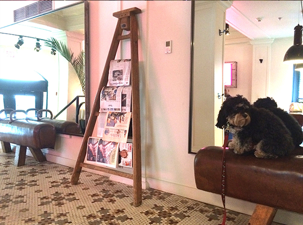 The Dean Proof of the “pups welcome” rule with our dog Zelda surveying the lobby scene.