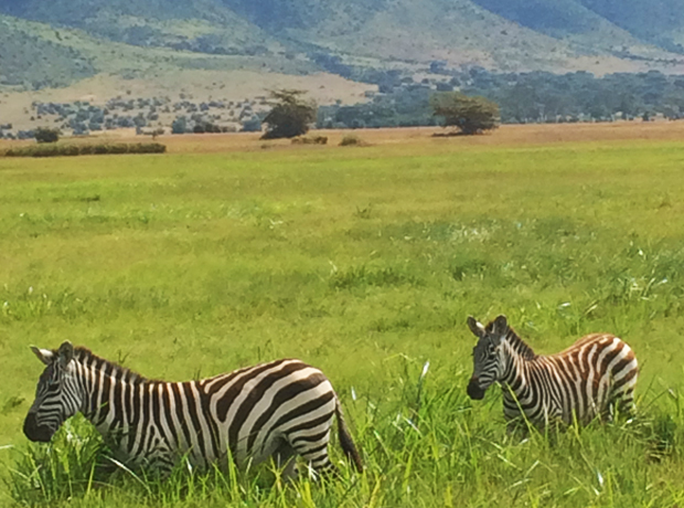 Ngorongoro Crater Lodge Oh, and zebras. 