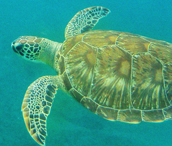 And go snorkeling with turtles! The hotel can help arrange for you.