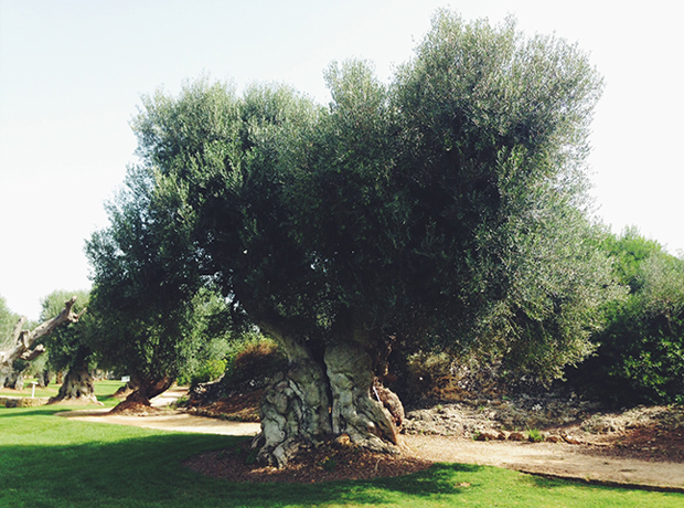 Masseria Torre Maizza One of the most striking components of this hotel are the massive olive trees everywhere, some more than 1000 years old. I love the way they twist.