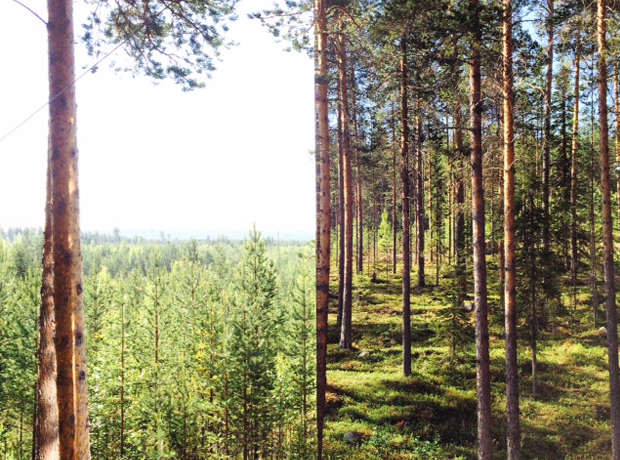 Treehotel Reflections. 