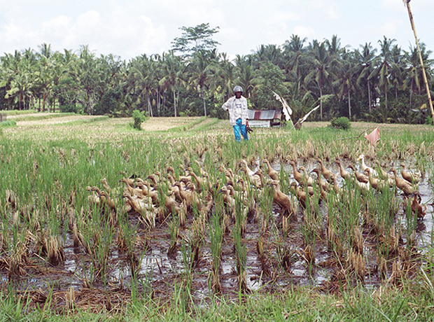 River Moon at Desa Bulan Villas A herd of ducks helping to aerate the rice fields.