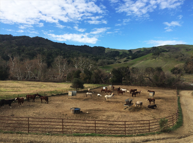 The Alisal Let's be friends. All of us. 