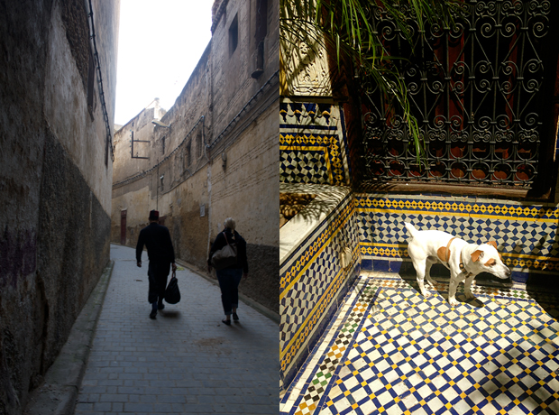 Riad Le Calife The bellman, dressed in a traditional Fez hat, met us outside of the medina and led us to the hotel. Darwin, the resident dog, is named after Charles, and so very sweet.
