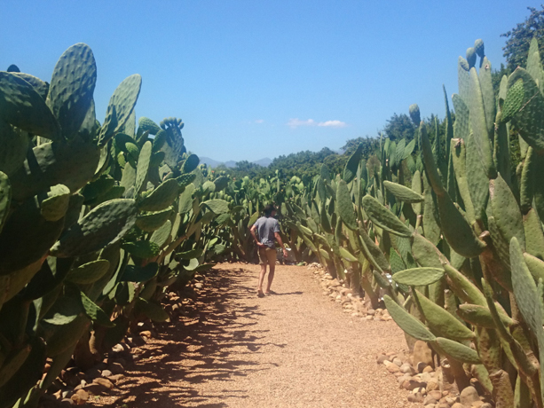 Spier Lost in the prickly pear maze. 
