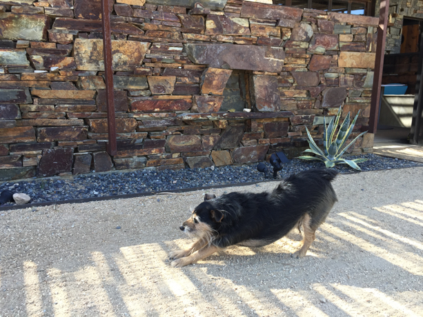 The Mojave Sands Motel Mojave Sands' resident yoga guru, Rupert, demonstrating the perfect downward dog. 
