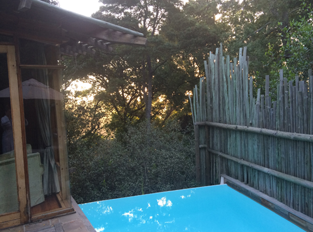 Tsala Treetop-lodge Private plunge pool with some monkey visitors. 