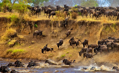 if you need us we'll be fixated on this virtual safari. andbeyond is hosting a live broadcast of the great migration in kenya through 10.5 - get some #MARALIVE 