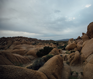 Joshua Tree State Park