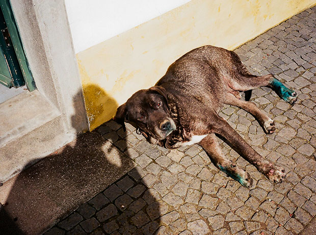 Pico do Refúgio “Mandraque” the dog, resting in the sun at any time of day.