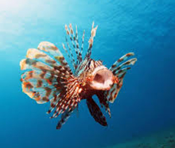 Lionfish Hunting