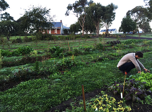 Brae Guest Suites The veggie patch which supplies Brae restaurant (the house in the background). 