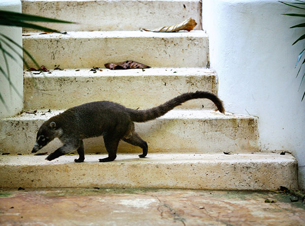 Hotel Esencia Tejon...you see them running all around the property.