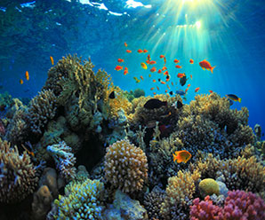 The Mayan Riviera has the second largest coral reef in the world. There is a padi shop on the beach, you can ask at the reception how to get there.