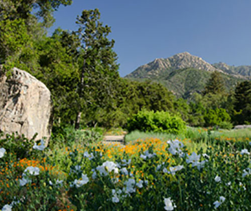 Go to the Santa Barbara Botanic Garden