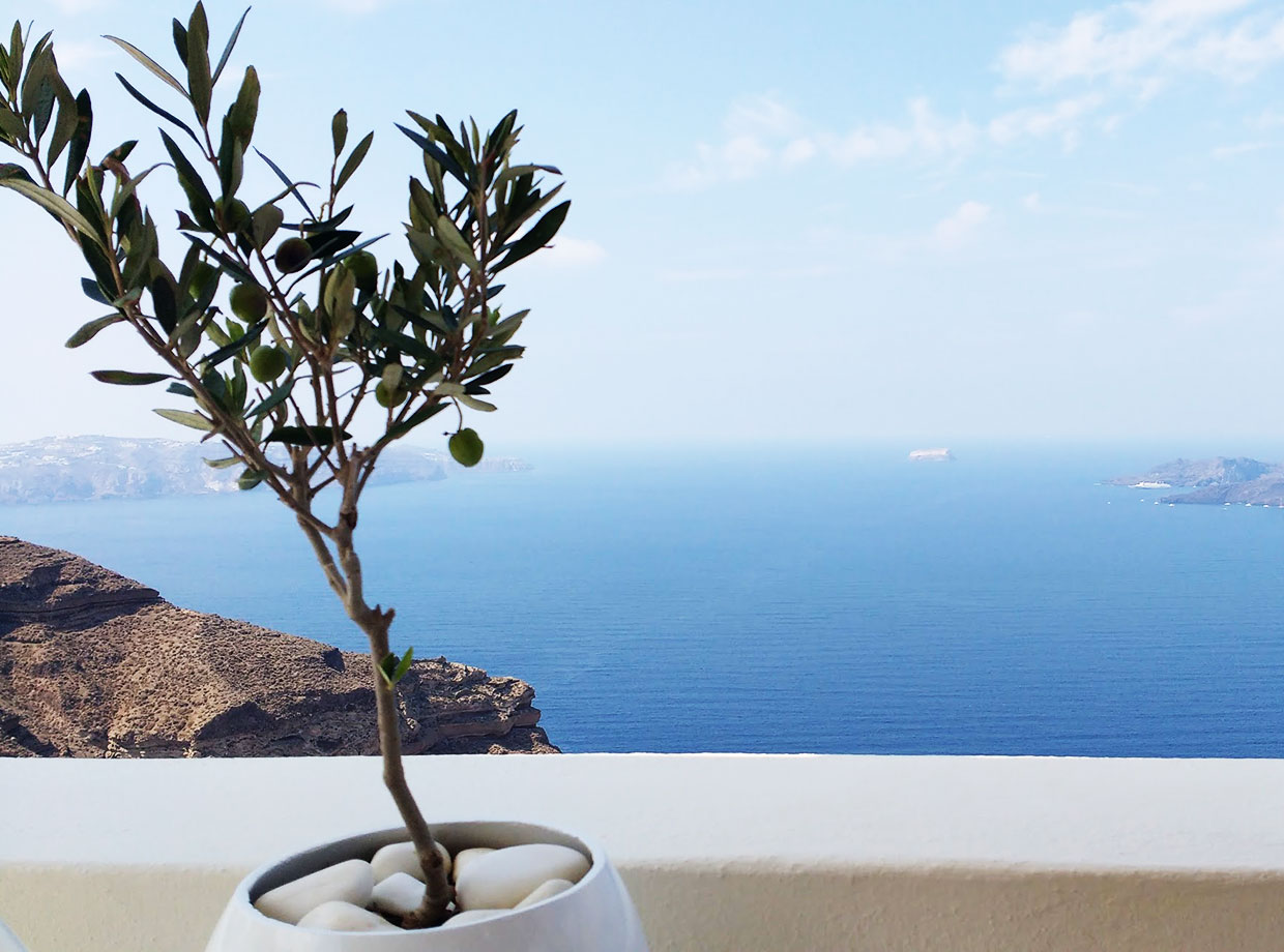 Petit Palace Boutique Hotel Olive tree and the sea - picture perfect view from the reception.