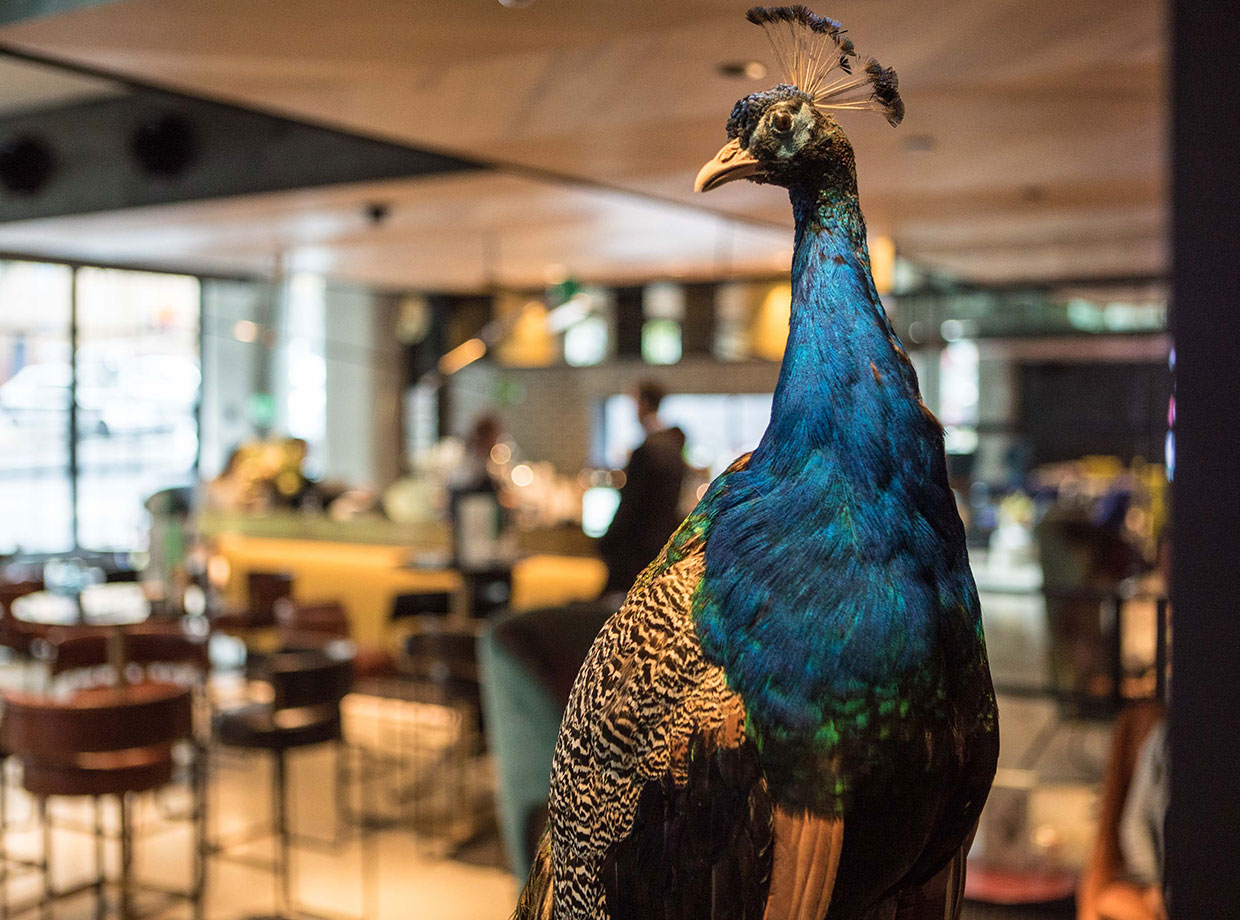 QT Melbourne Stuffed peacock overlooking the lobby, one of the weird and wondering interior details.