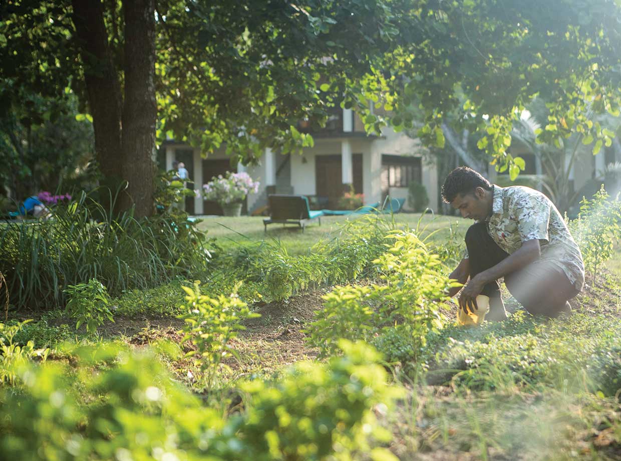 Talalla Retreat Talalla has a vegetable garden and uses their own veggies and herbs in dishes at the restaurant.  