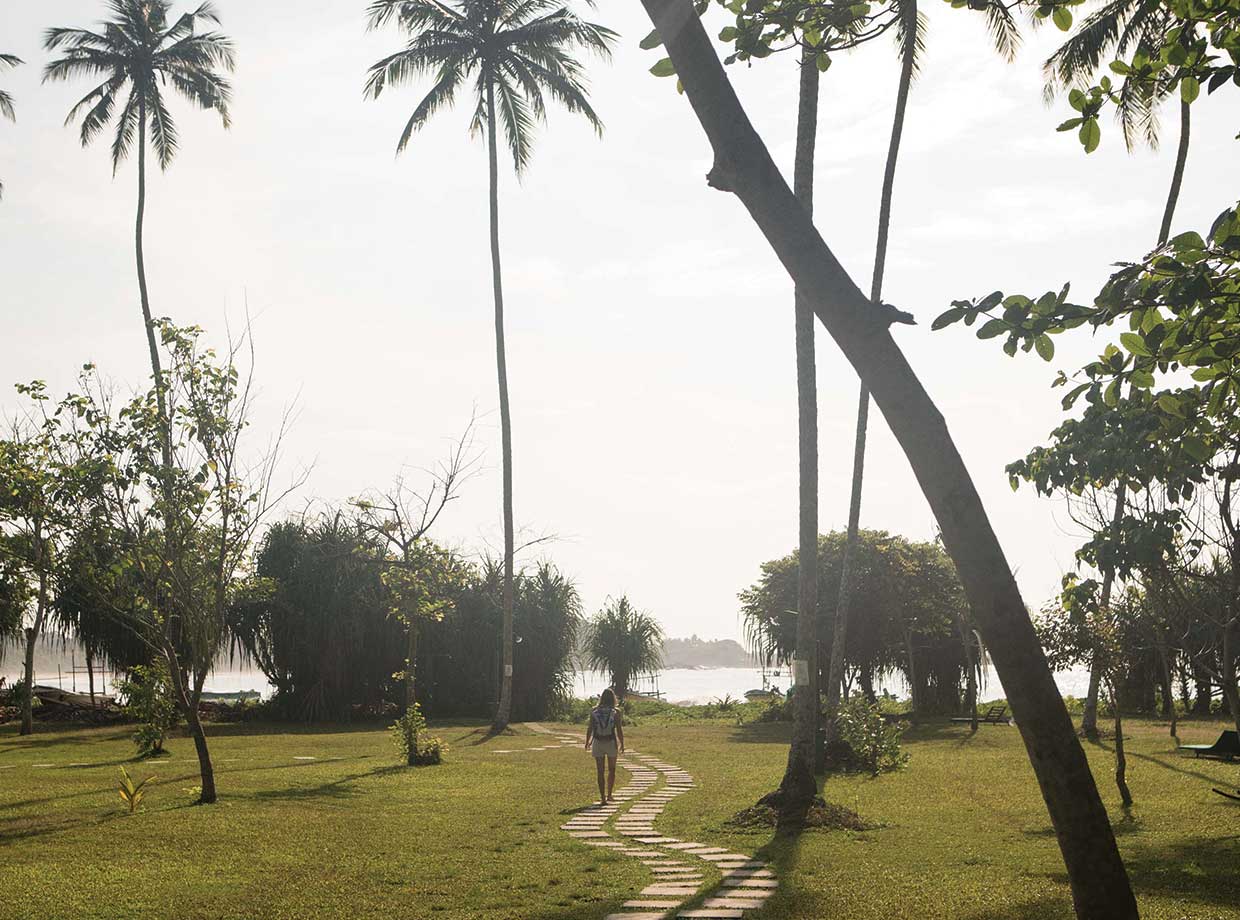 Talalla Retreat Looking out towards Talalla Bay. These giant palm trees also serve at monkey freeways. You’ll see monkeys jumping from one to the next.  