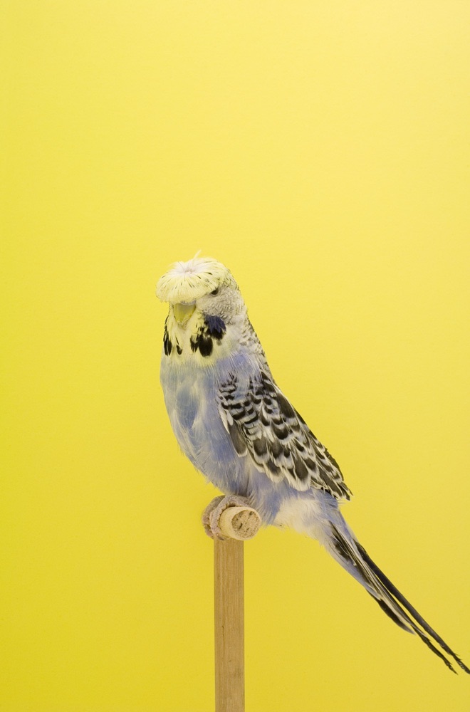 Luke Stephehnson - The Incomplete Dictionary of Show Birds, 2008-2009 - Pop-Up Exhibition - On View For A Limited Time Only