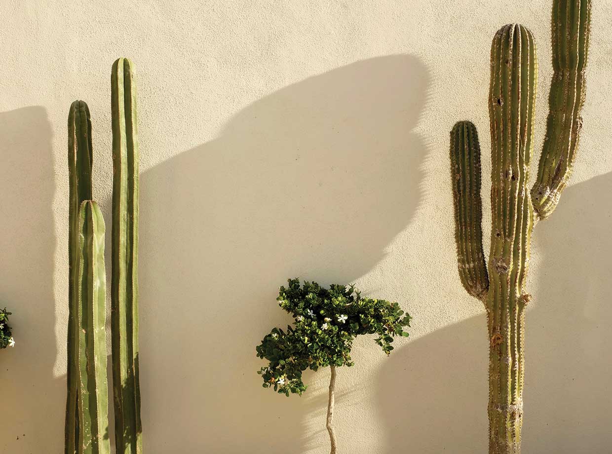 Hotel San Cristobal The beautiful cacti landscape. 