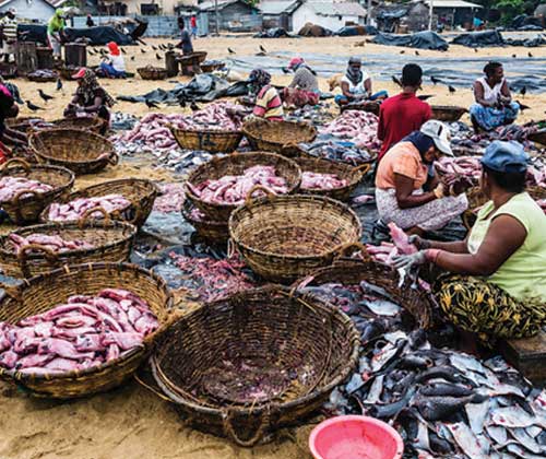 Negombo is the closest city to the hotel, and famous for its fishing industry - a visit to the vibrant fish market is probably the most interesting thing to do here. If you’re up early, the fishing boats pull in around 6am before taking their loot to the market to sell.