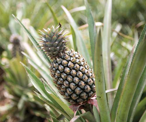 Take a tour of the huge onsite fruit and vegetable garden