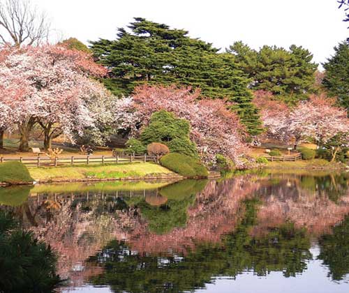 Get thee to Shinjuku Gyoen National Garden